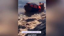 Porco de colete salva-vidas é flagrado no mar em Florianópolis