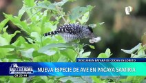 ¡Maravilloso descubrimiento!  Encuentran una nueva especie de ave en Loreto