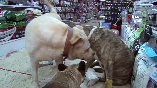 Üsküdar'da hayvana şiddet kamerada: Kendisinden kaçan köpeğe taşla saldırdı