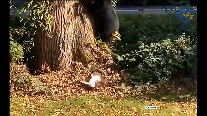 Funny animal attack. When size doesn't matter.