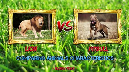 Pitbull VS Lion - Lion VS Pitbull - Blondi Foks