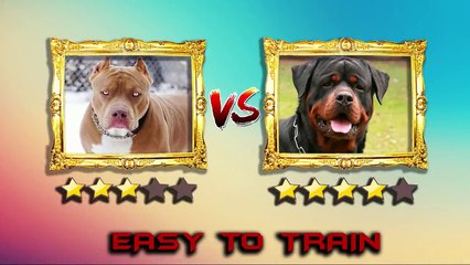 Pitbull VS Rottweiler - Rottweiler VS Pitbull - Blondi Foks