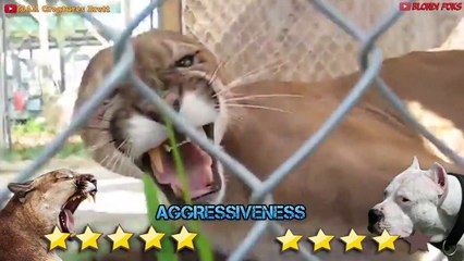 Dogo Argentino VS Mountain Lion Puma Cougar - Trained Dogo Dog VS Puma Cougar Comparison