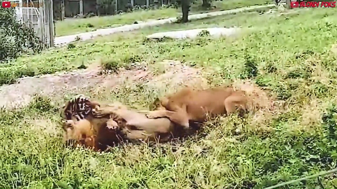 Top 10 Strongest Predators In The Wild - Prey VS Predator - Blondi Foks