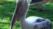 10 Most Amazing Bird Attacks Caught on Camera - Birds Eating Other Animals - Blondi Foks