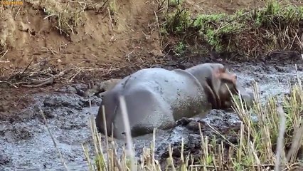 Top 10 Strongest Animals That The Crocodile Never Want to Meet - Blondi Foks