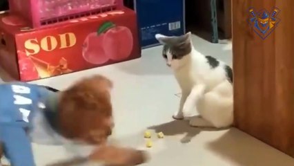 Cat vs Dog funny fight. Dont laugh = you win !