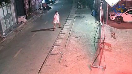 Pack of dogs attack. Funny & scary moments. Defend against dog attack.