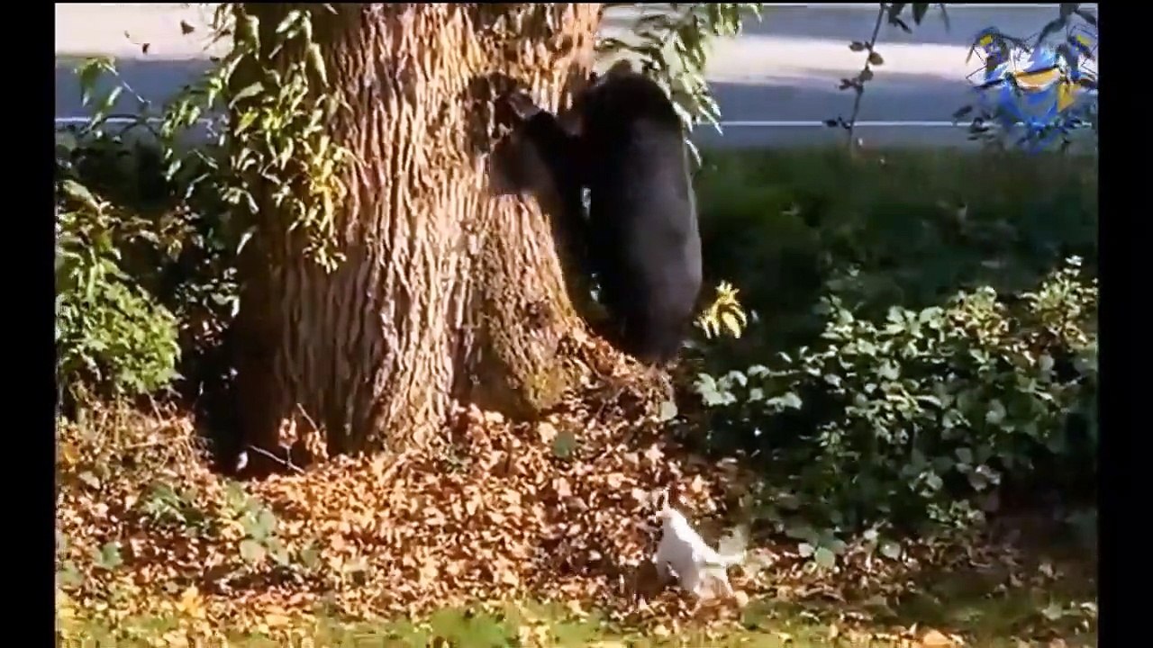 Funny animal attack. When size doesn't matter.