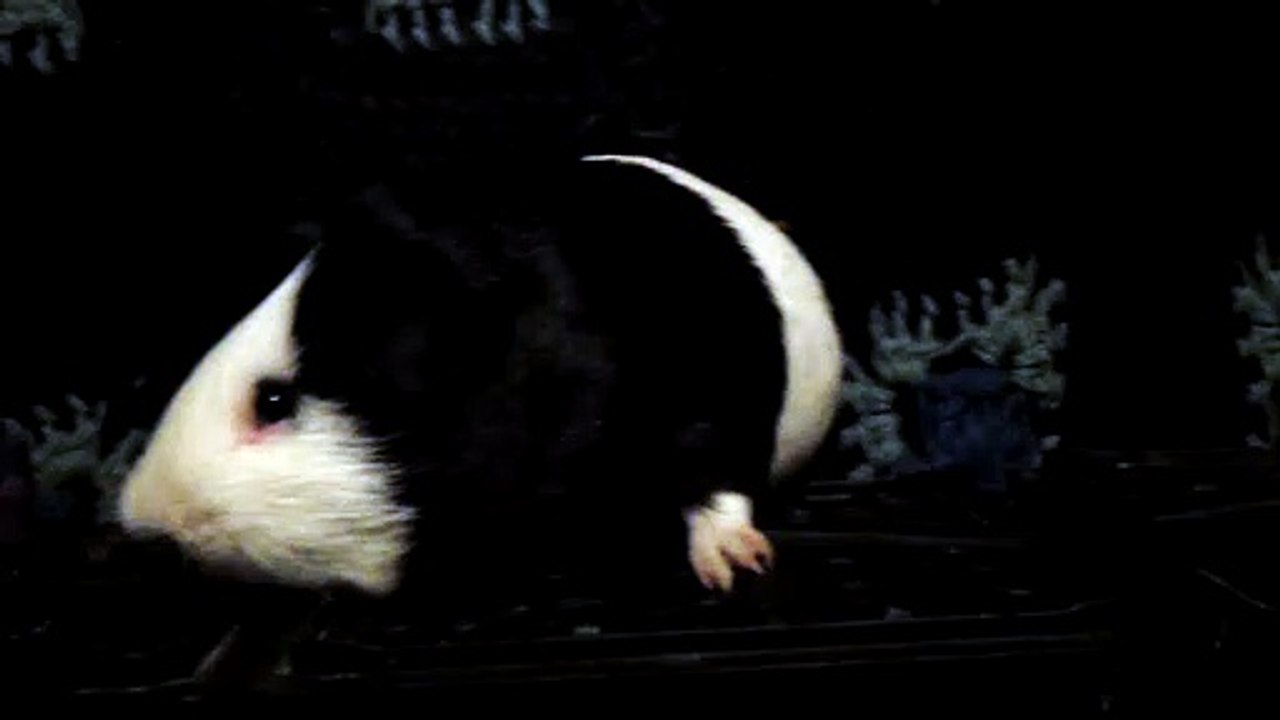 CAVIA PORCELLUS DAVID 102_8618