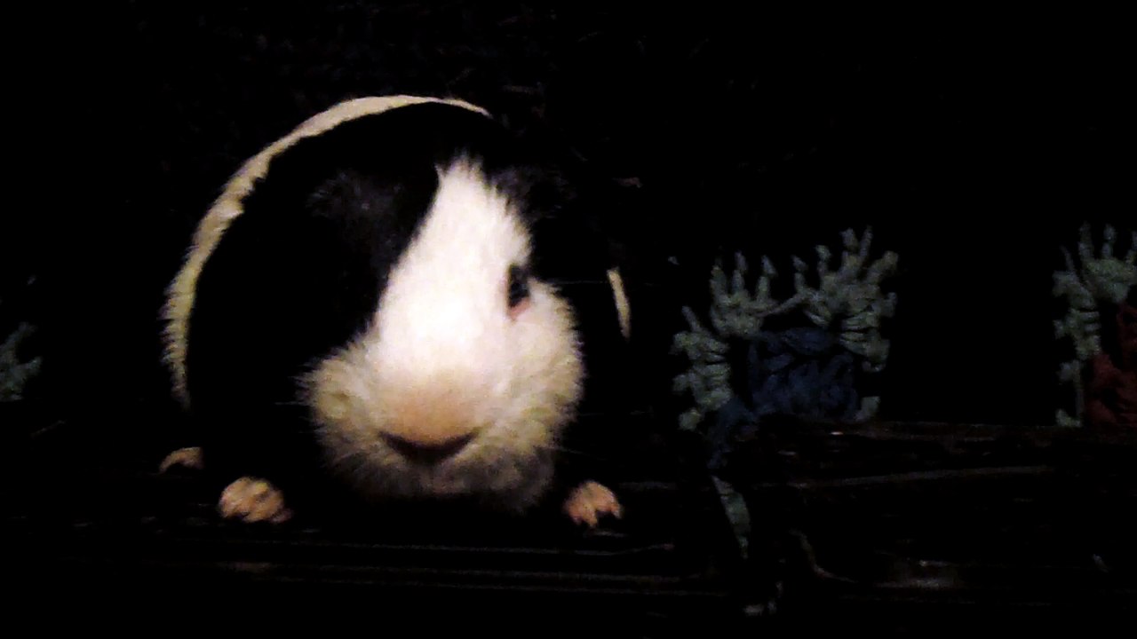 CAVIA PORCELLUS DAVID 102_8621