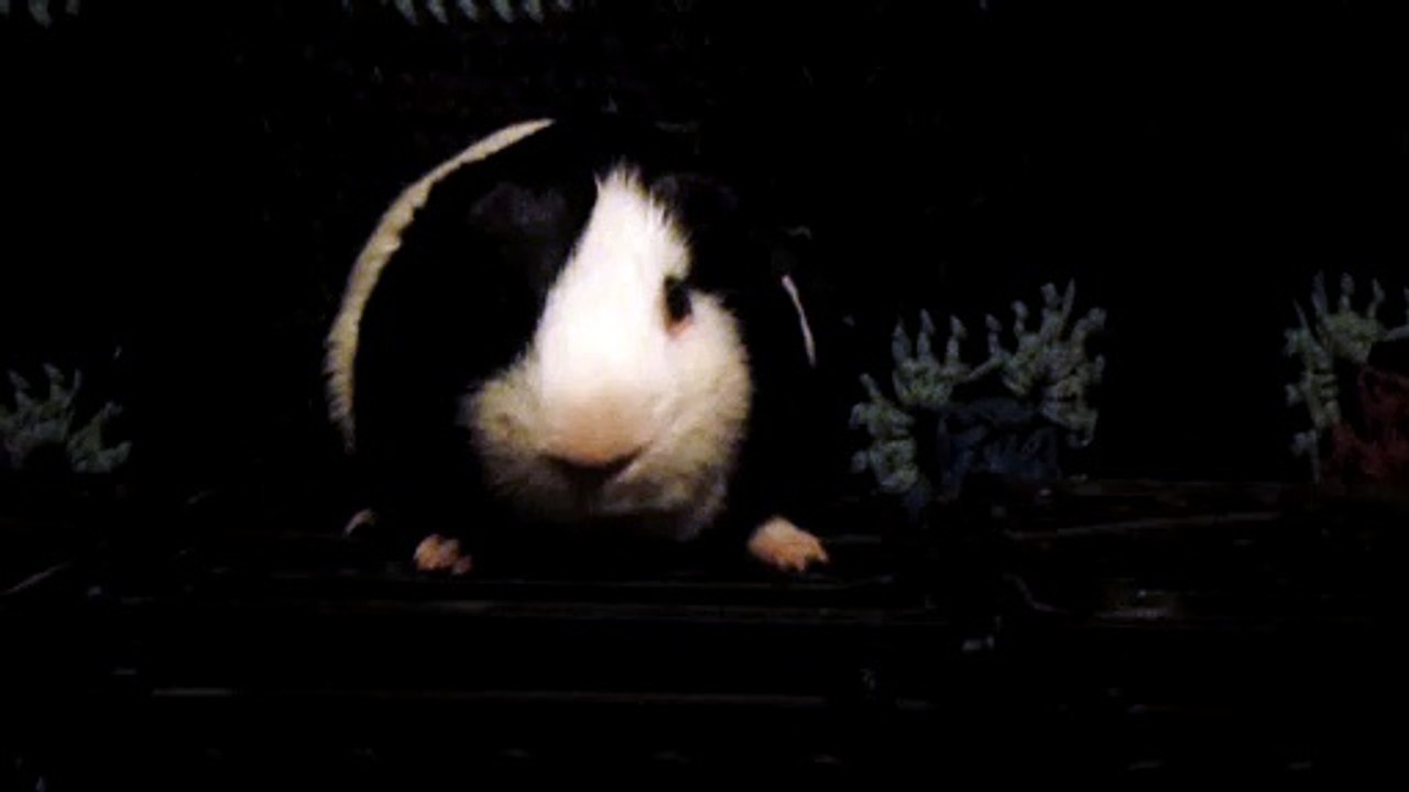 CAVIA PORCELLUS DAVID 102_8623