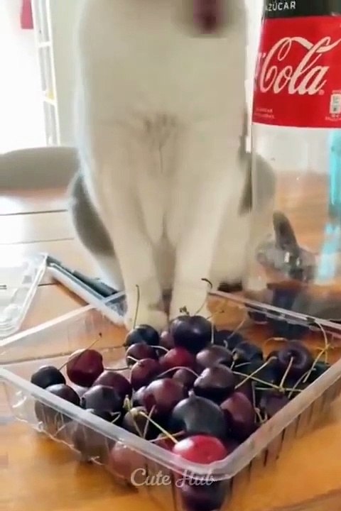 Funny Animals videos Funniest Cats and Dogs