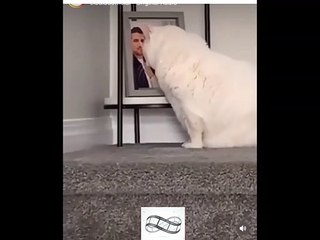 When the cat saw the picture of his late owner