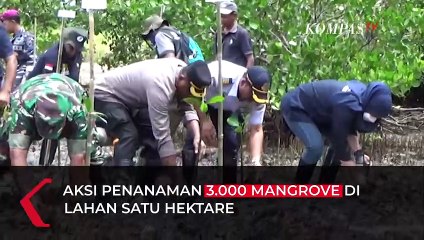 Download Video: Mantap! TNI AL Tanam 3.000 Mangrove di Sorong Cegah Abrasi