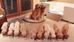 Golden Retriever Puppies That Will Make You Laugh Countless Times - Funny and Cute Golden Retriever