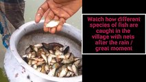 Watch how different species of fish are caught in the village with nets after the rain / great moment