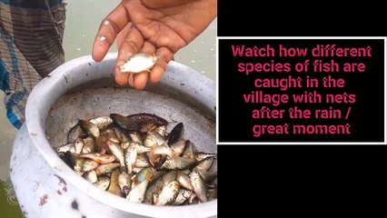 Watch how different species of fish are caught in the village with nets after the rain / great moment