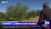 Dans la Drôme, la sécheresse menace l'activité des viticulteurs, obligés de limiter l'irrigation de leurs sols