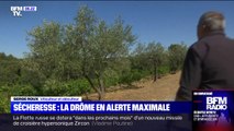 Dans la Drôme, la sécheresse menace l'activité des viticulteurs, obligés de limiter l'irrigation de leurs sols