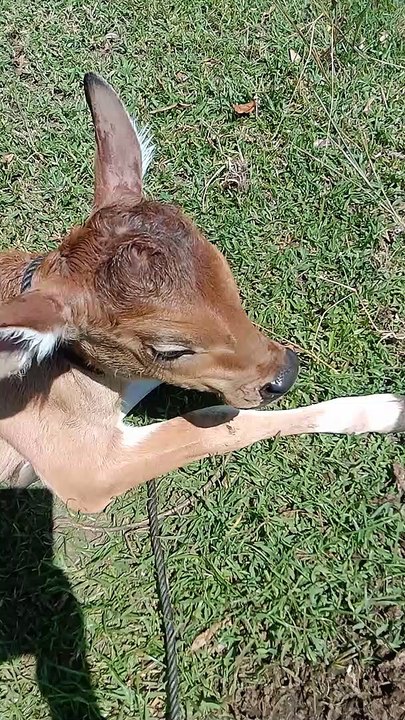 Sapi kecil yang baru lahir