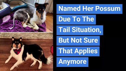 adopt pet in street road side/ after and now/ made your day/ so kind animal