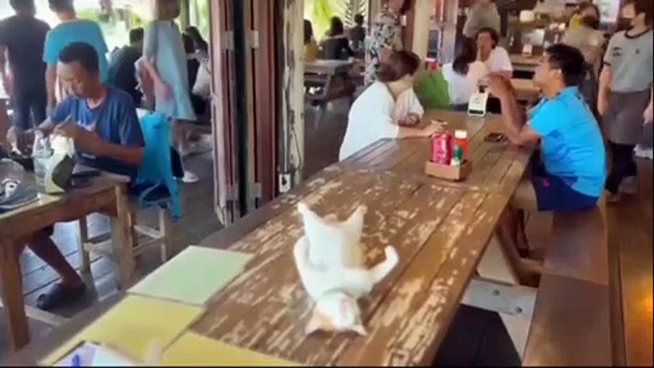 Cute Cat