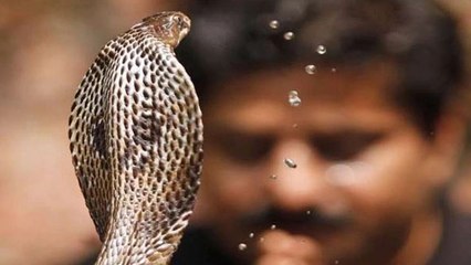 Nag Panchami 2022 : नाग पंचमी के दिन क्या करना चाहिए क्या नहीं ? । Boldsky *Religious