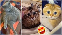 Animals That Will Make You Laugh! Cute TikTok Pets ~ Animal Squad