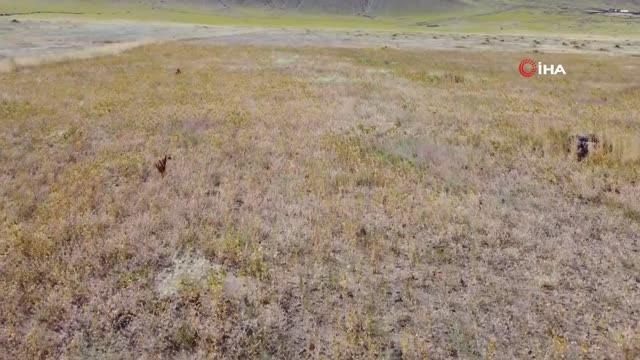 Ağrı haberleri: Ağrı Dağı eteklerinde ilk defa aspir bitkisi yetiştirildi