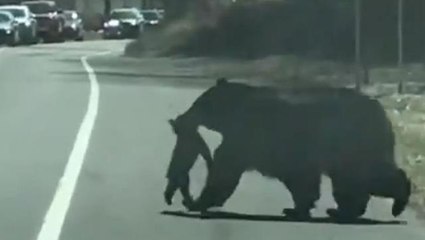 Anne ayı yavrularını riske atmadı ağzıyla yolun karşısına taşıdı