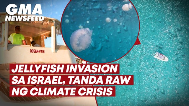 Jellyfish invasion sa Israel, tanda raw ng climate crisis | GMA News Feed
