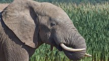 Elefanten stürzen an thailändischem Wasserfall in den Tod