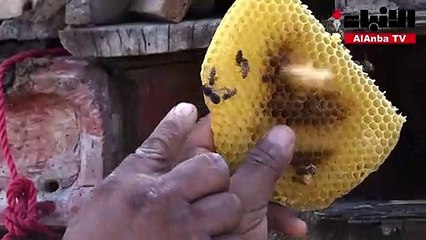 العسل اليمني