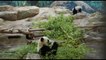 Il primo anno di Yuan Dudu e Huan Lili, panda gemelle