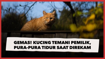 Gemas! Tingkah Kucing Temani Pemilik Tengah Malam, Pura-pura Tidur saat Direkam