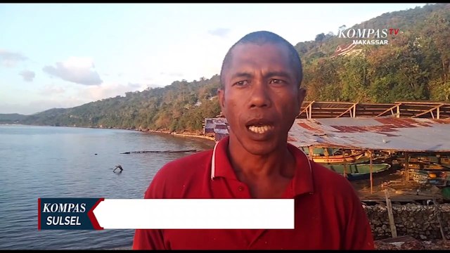 Kawanan Ikan Hiu Paus Tutul Muncul Diperairan Dangkal