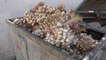 Kastamonu haberi: Kilolarca Taşköprü sarımsağını çöp konteynırına attılar
