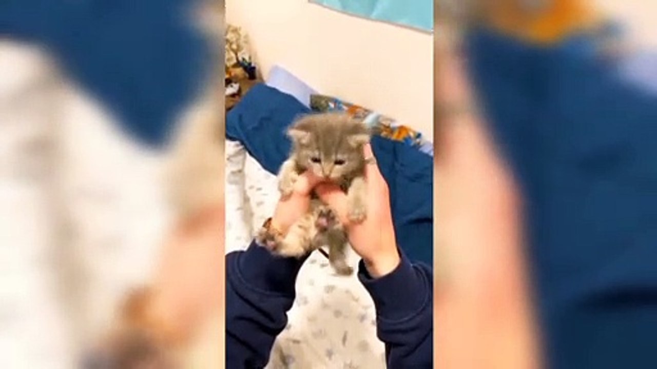 sweet kitty