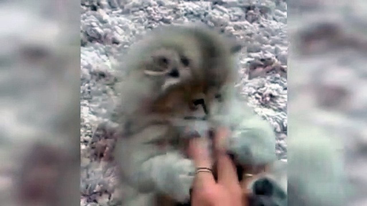 Sweet Baby Cat