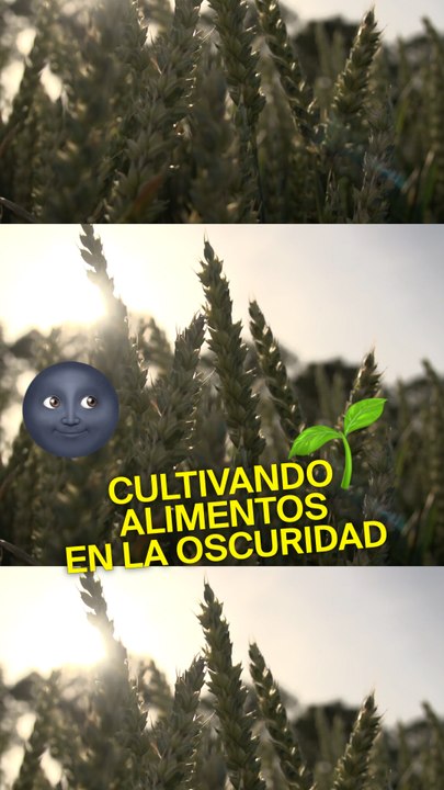 Fotosíntesis artificial para cultivar alimentos en la oscuridad