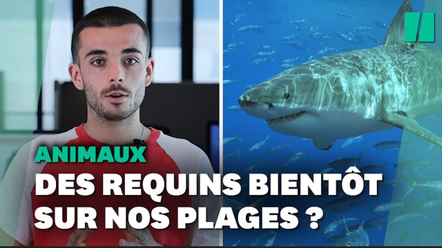 Les requins vont-ils se multiplier près des plages françaises ?