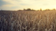 Ucrania reanudó sus exportaciones de grano por primera vez desde la invasión rusa