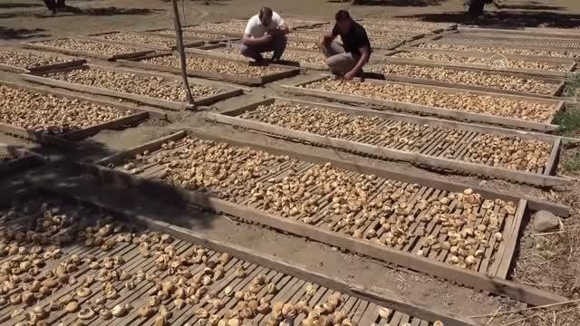 Aydın gündem haberleri: Germencik'te incir hırsızlığıyla mücadele toplantısı