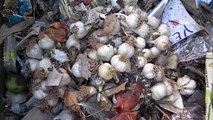 Pandemide kilosu 100 liraya çıkmıştı! Yüzlerce kilo Taşköprü sarımsağı çöpte bulundu