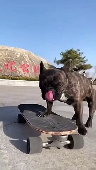 Well well well.  I believe I cannot do better than the doggie.