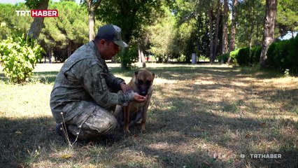 TSK'nın keşif köpekleri operasyon bölgelerinde görev alıyor