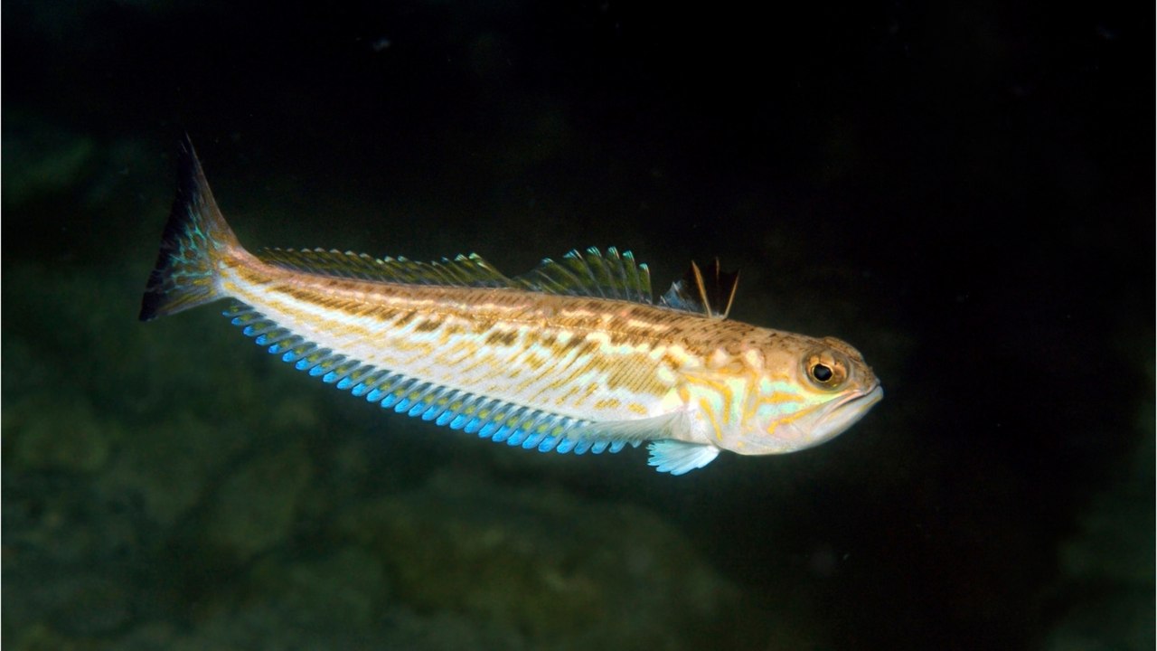 Warnung an urlauber: dieser giftfisch sticht an nord- und ostsee