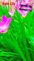 Rain Lily Flower..The Best Of Video On Rain Lily...