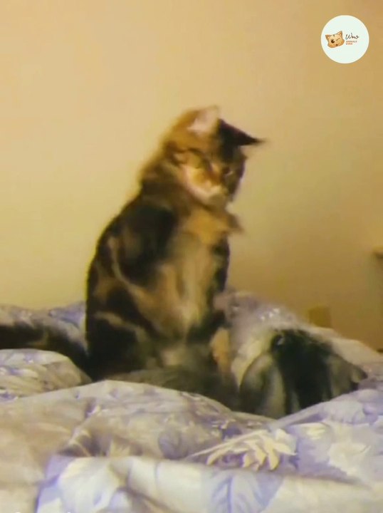 Funny Animals, Funny Cats And Dogs Reaction Videos #5